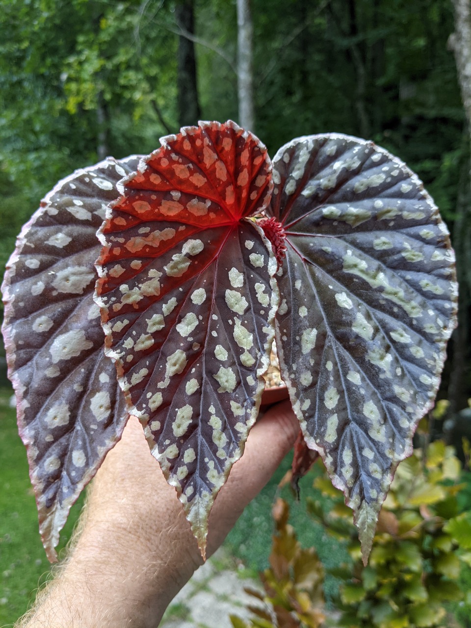 B. ‘Seraph’